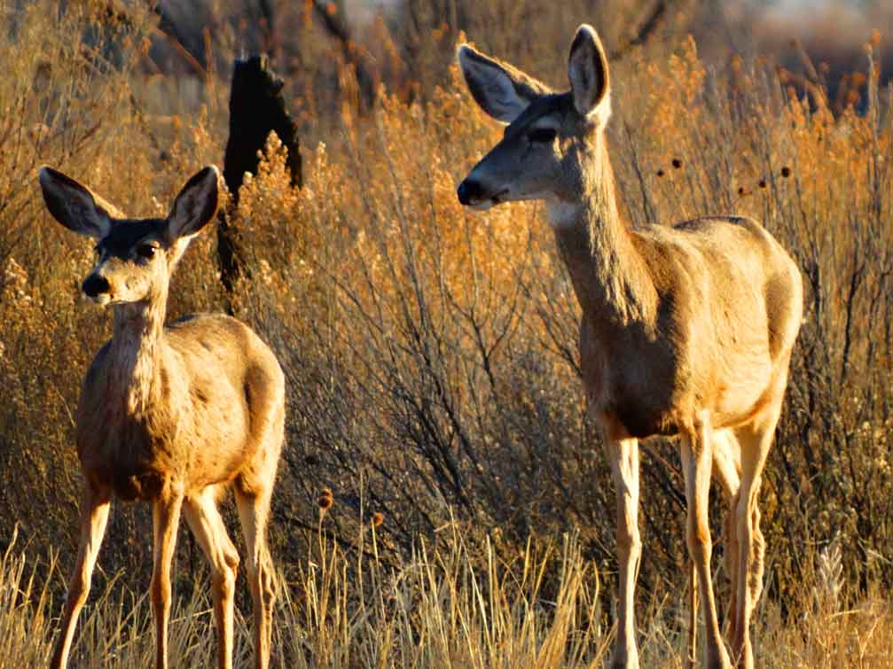 Bosque -Mule Deer